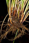 Godfrey's sedge